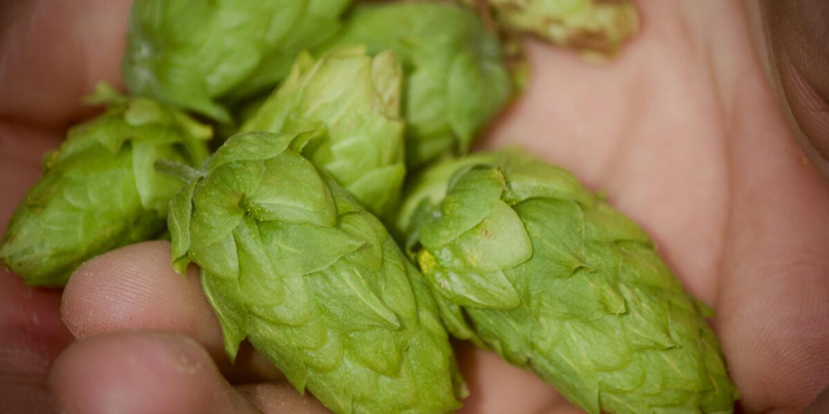 hops pellet 5kg